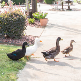Ducks walk around facility patio garden